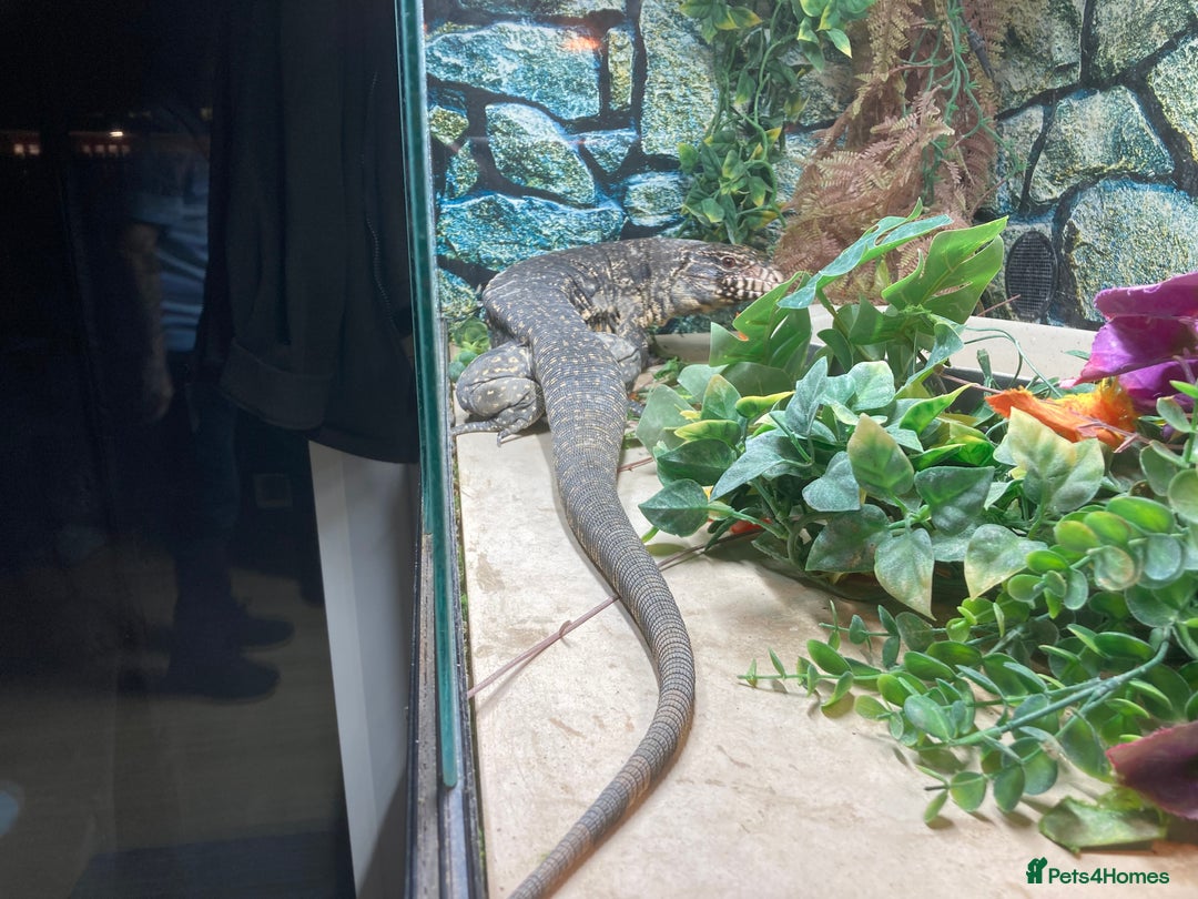 Lizard reptiles for sale: Stunning black and white tegu female - Image 6