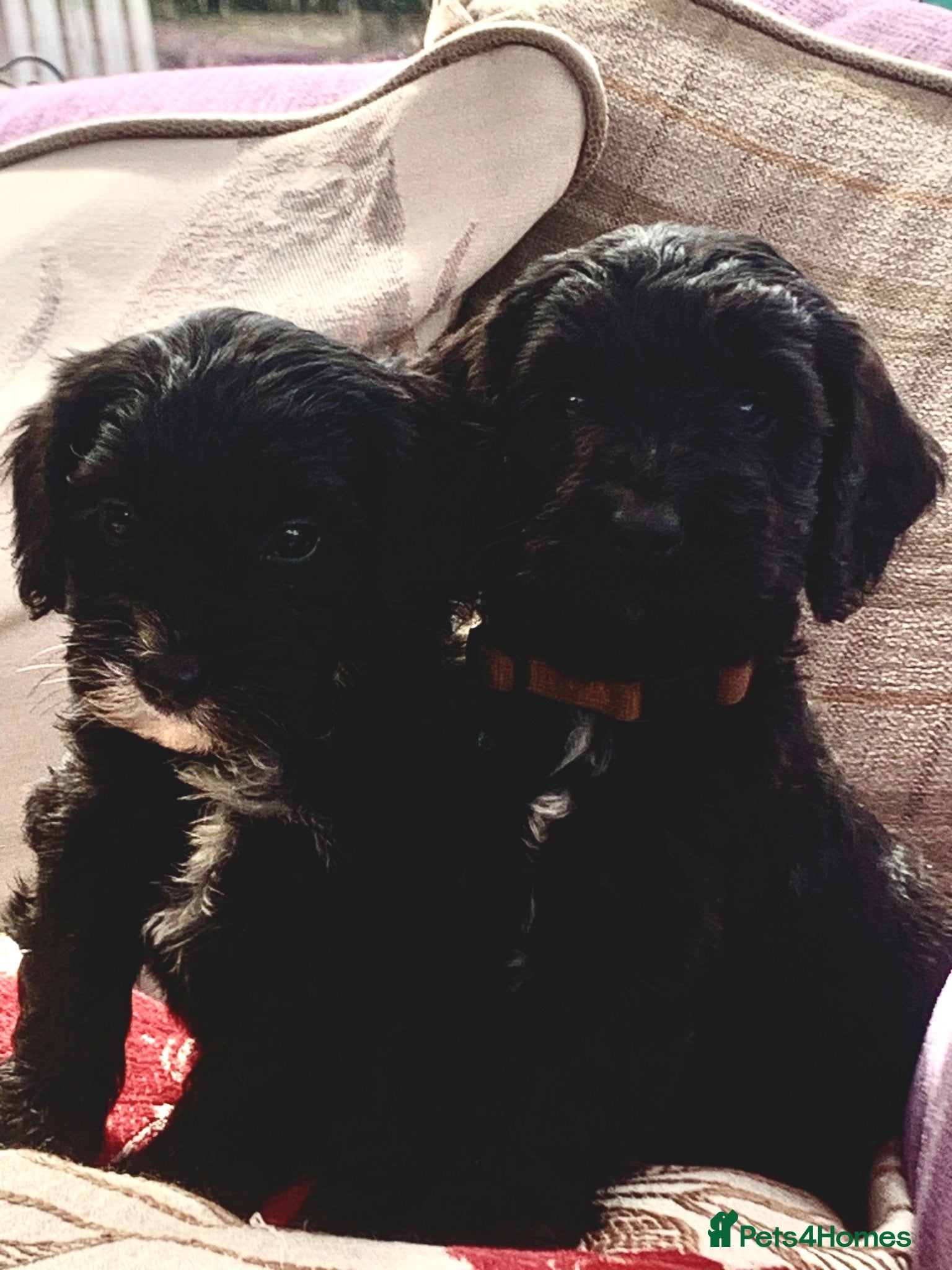 Cockapoo dogs STUNNING F1 COCKAPOO 2 GIRLS. 1 BOY LEFT   - Advert 1