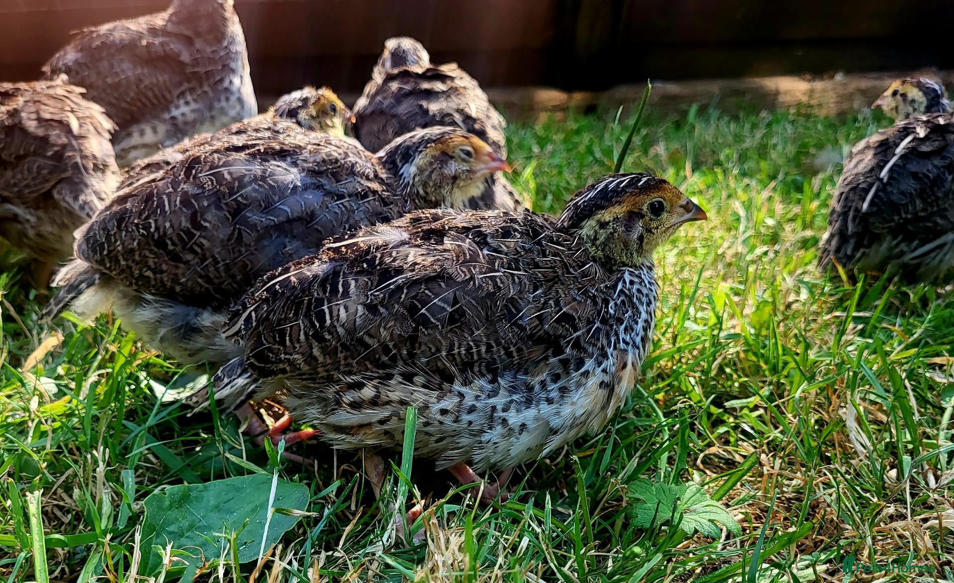 Quail poultry Brown Cortunix Quail  - Advert 1