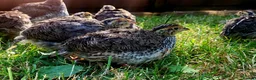 Quail poultry for sale: Brown Cortunix Quail  - Advert 1