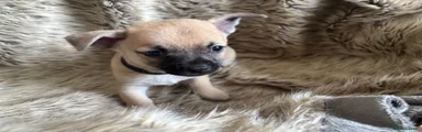 Chihuahua 1