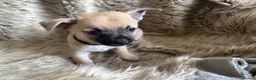 Chihuahua dogs for sale: Stunning short haired chihuahua pups - Advert 6