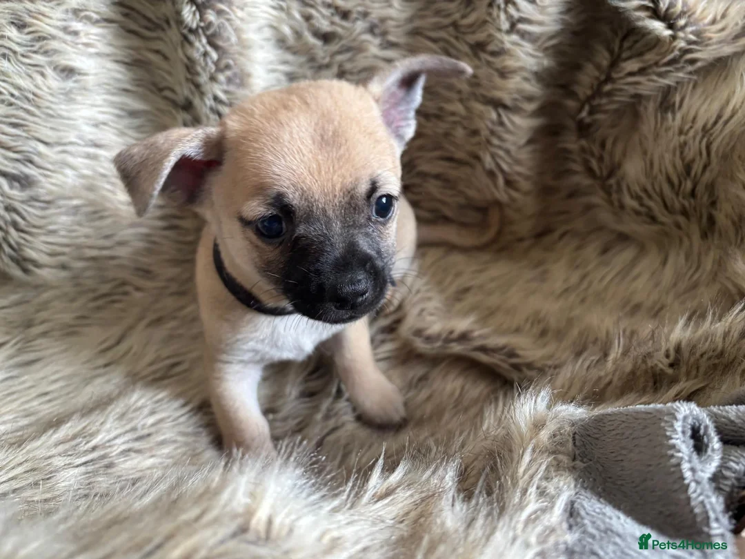 Chihuahua dogs for sale: Stunning short haired chihuahua pups - Advert 6