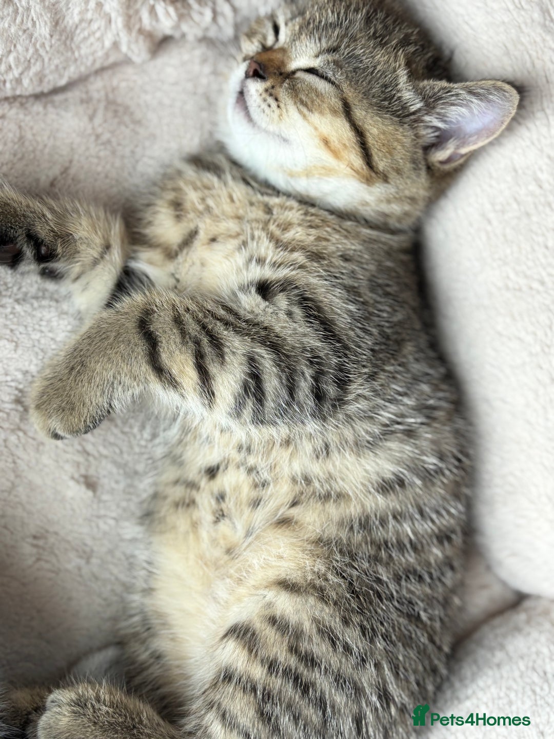 British Shorthair cats for sale: 💎Rare Silver & Spotted BSH Kittens ns 12 & n 24🐾 - Image 22