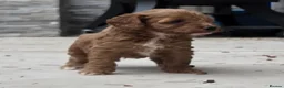 Cockapoo dogs for sale: Outstanding cockapoo puppies - Advert 6