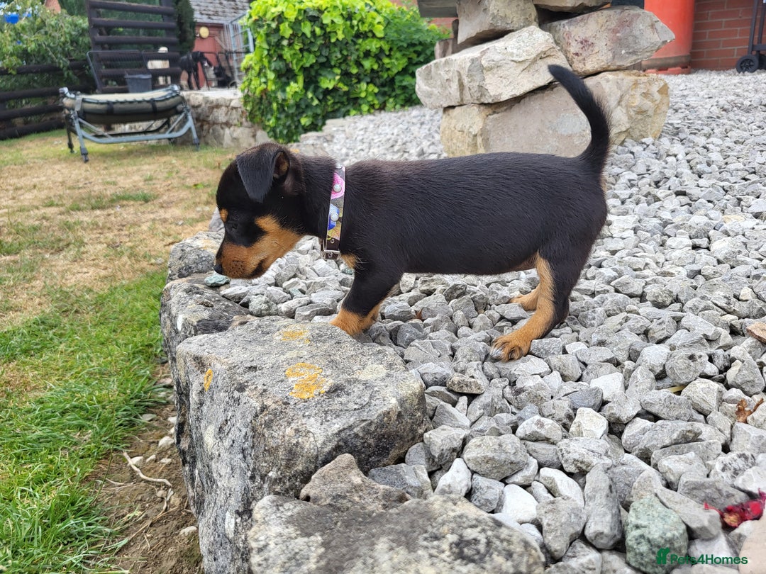 Jack Russell dogs for sale: miniature jack Russell puppies 1 girl left  - Image 9
