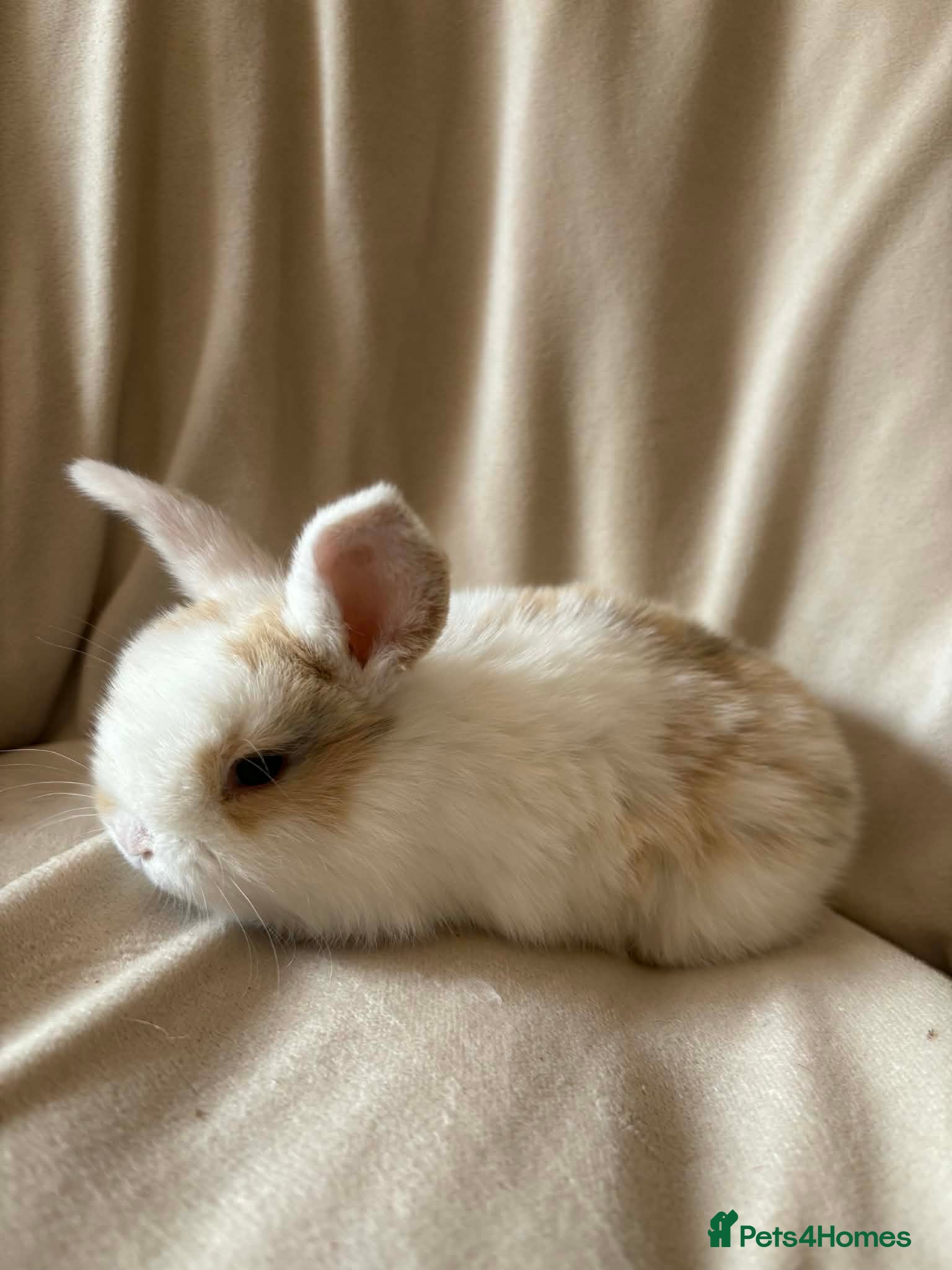Mini Lop rabbits Mini lop baby rabbits  - Advert 1