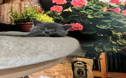 British Shorthair cats for sale: Beautiful British shorthair kittens 🐱 🥰 - Advert 6