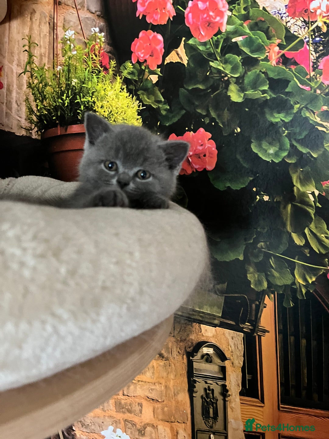 British Shorthair cats for sale: Beautiful British shorthair kittens 🐱 🥰 - Advert 6