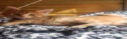 Maine Coon cats for sale: Maine Coon ginger Ready Now!! Absolutely gorgeous! - Advert 20