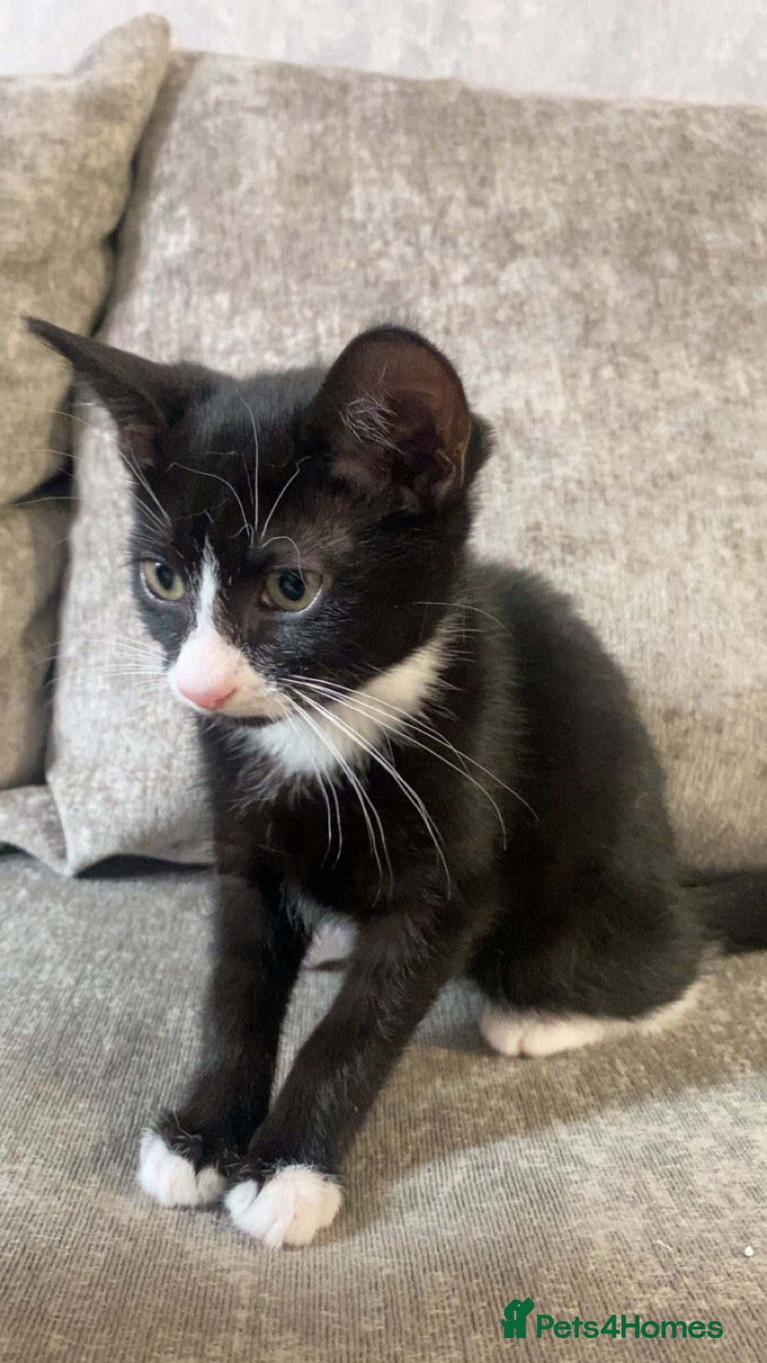 Mixed Breed cats for sale: Kittens for sale - Image 2