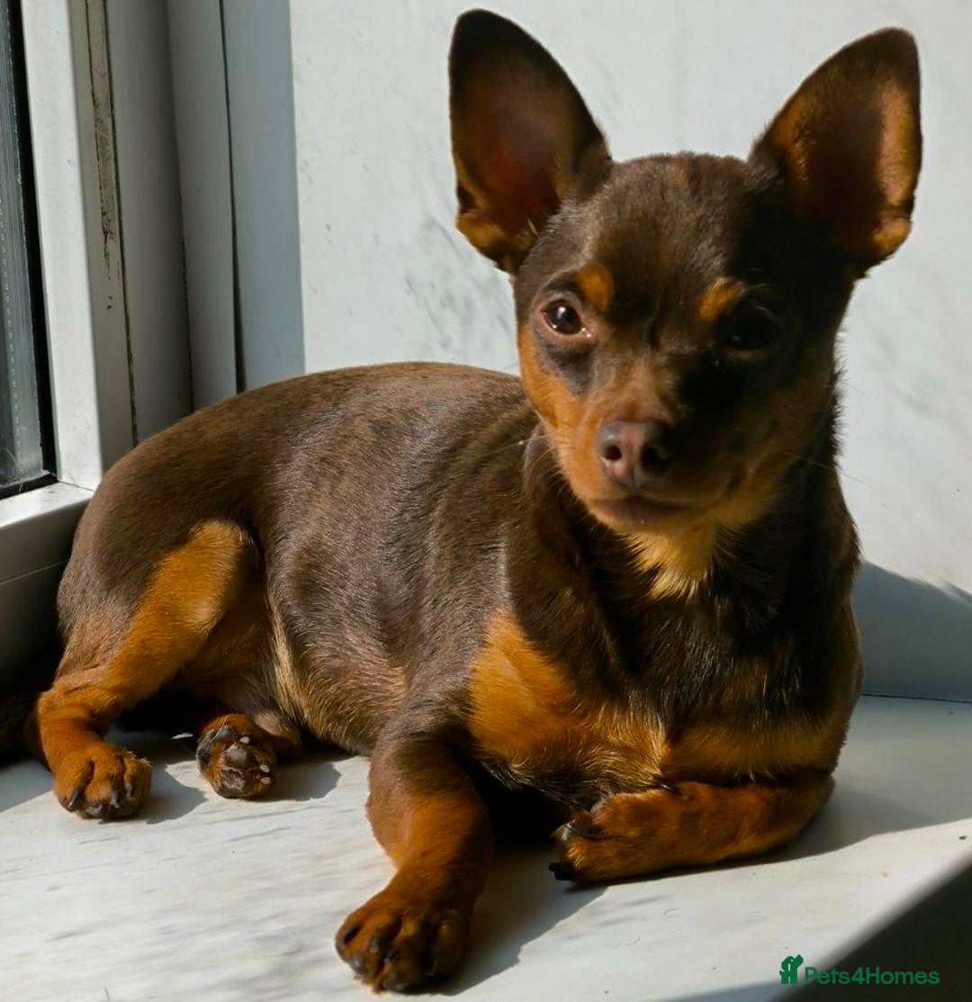 Russian Toy Terrier dogs for adoption: Skippy survival story - Image 5