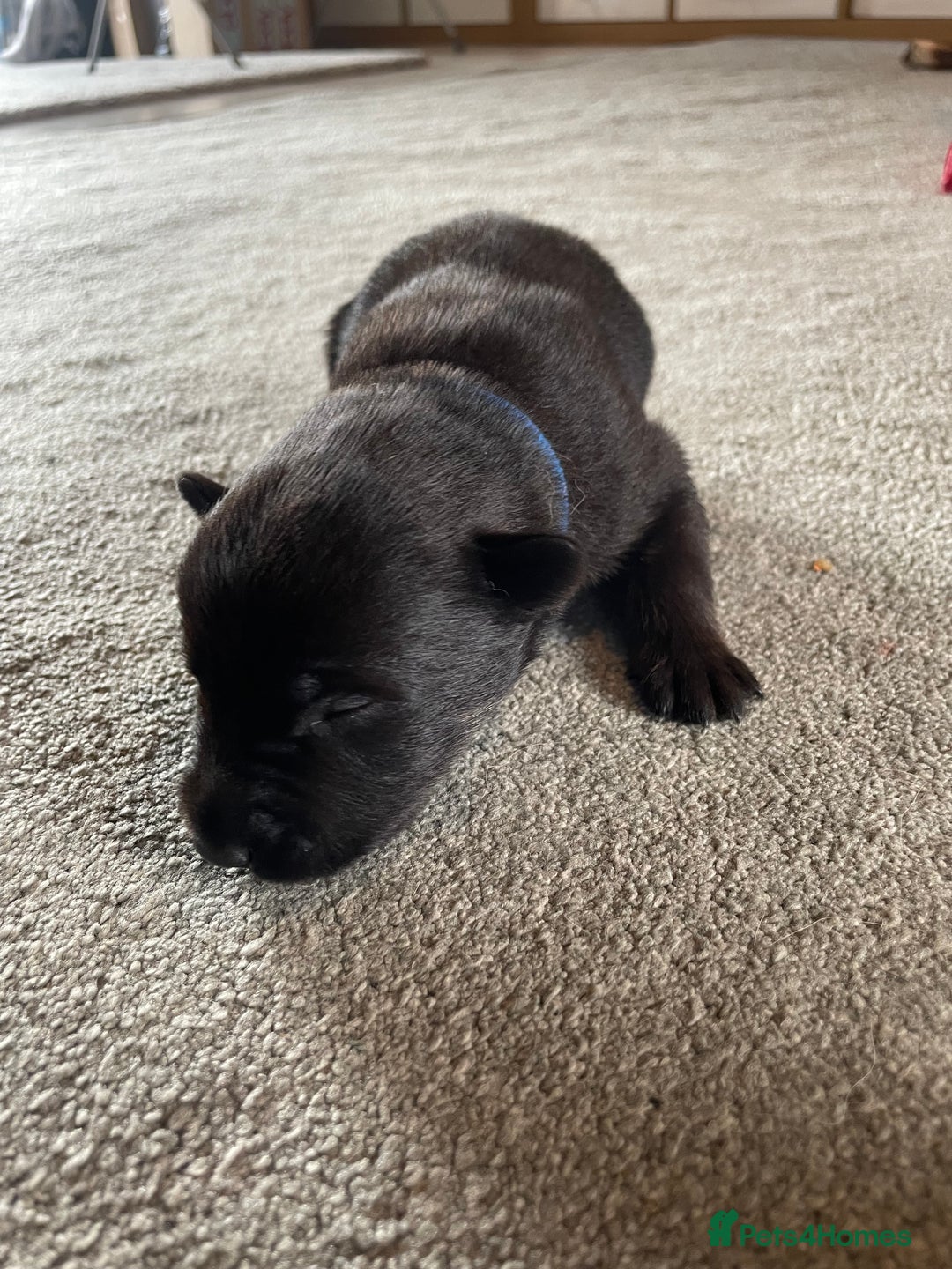 Mixed Breed dogs for sale: Belgium shepherd cross Rottweiler Labrador  - Image 7