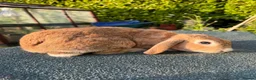 Mixed Breed rabbits for sale: Gorgeous Baby Rabbits – Handled Daily - Advert 6
