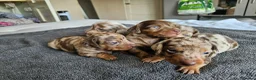 Dachshund dogs for sale: Dashund - Advert 6