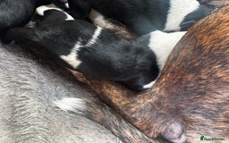 Mixed Breed dogs for sale: Pups for sale  - Image 11