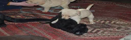 Labradoodle dogs for sale: Standard Labradoodle Puppies F3 - Advert 9
