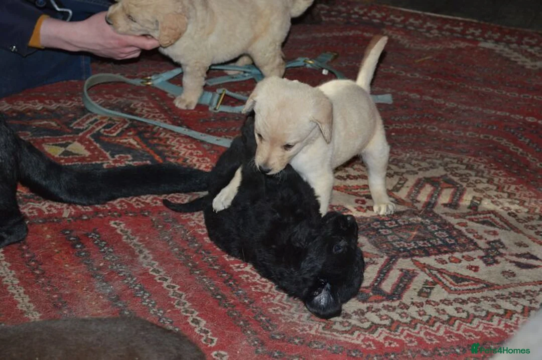 Labradoodle dogs for sale: Standard Labradoodle Puppies F3 - Advert 9