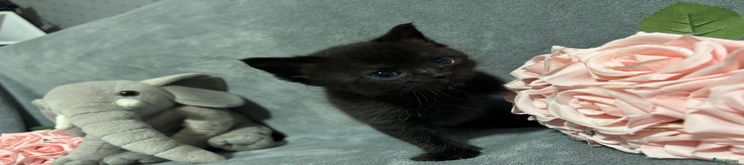 Mixed Breed Kitten black 