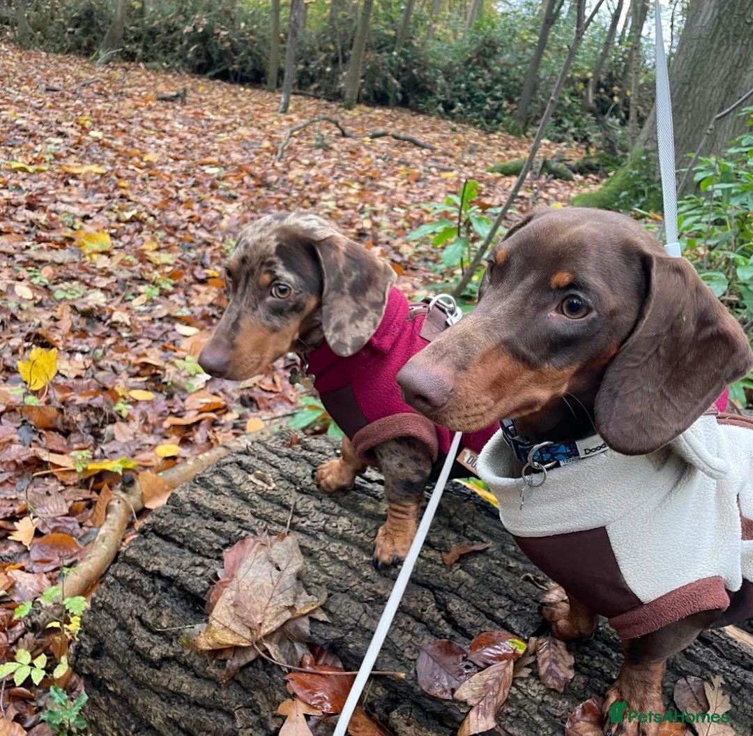 Miniature Dachshund dogs for sale: BEAUTIFUL PRA CLEAR & KC REG MINIS - Advert 10
