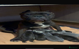 Mixed Breed dogs for sale: Beautiful chunky staffy/pocket bully pups - Advert 12