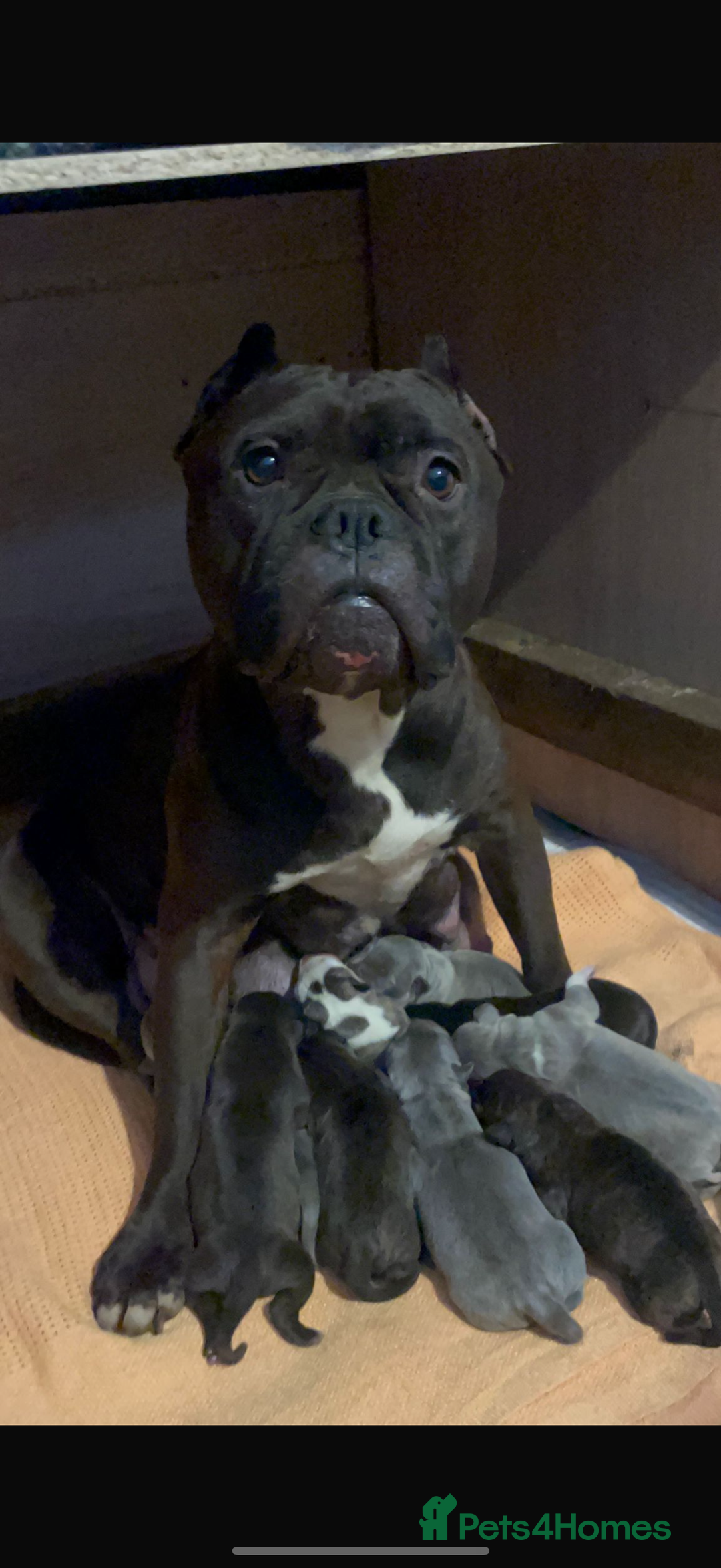 Mixed Breed dogs for sale: Beautiful chunky staffy/pocket bully pups - Advert 12