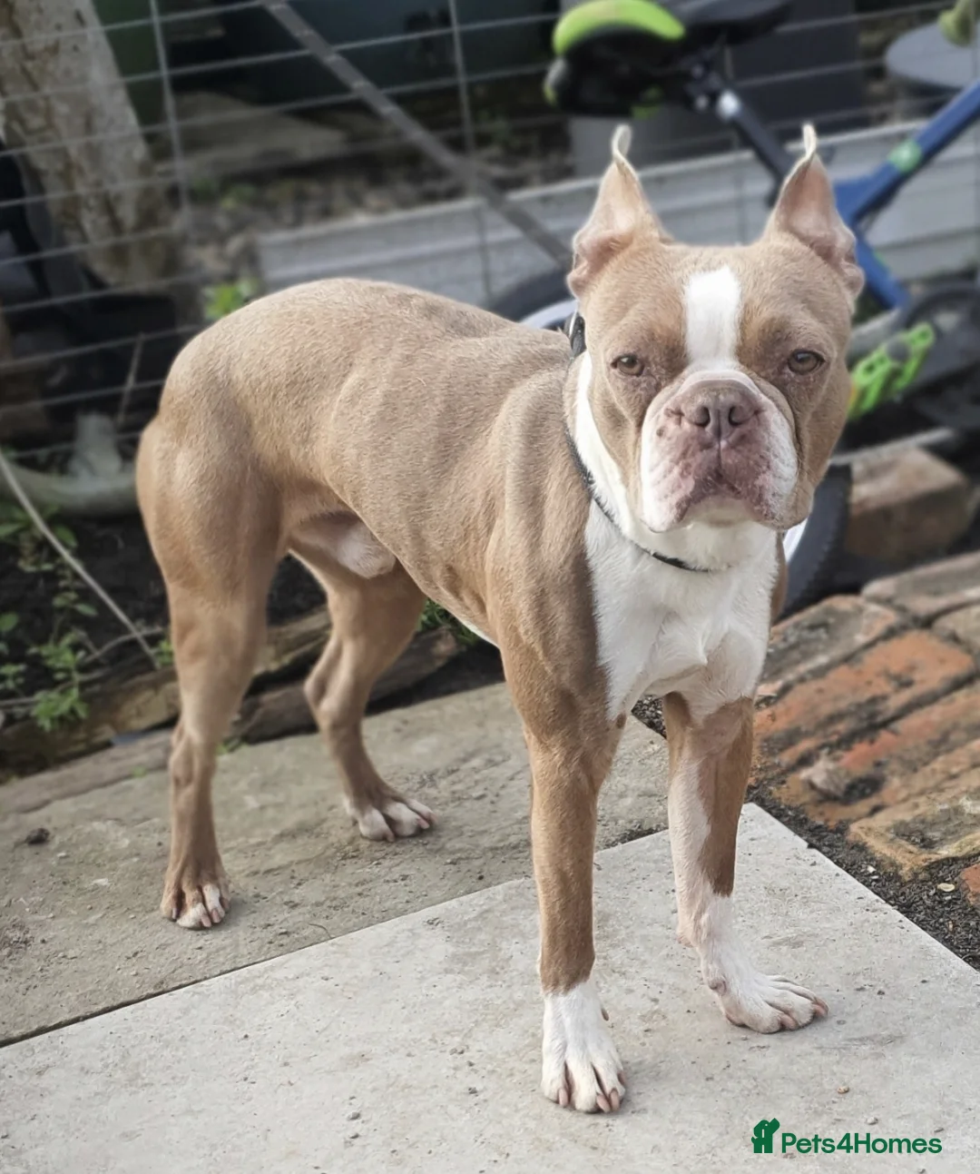 Boston Terrier dogs for stud: Beautiful boston for stud in Manchester - Advert 3