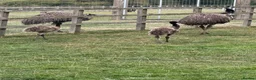 Mixed Breed birds for sale: Emu babies, ready for their forever home - Advert 4