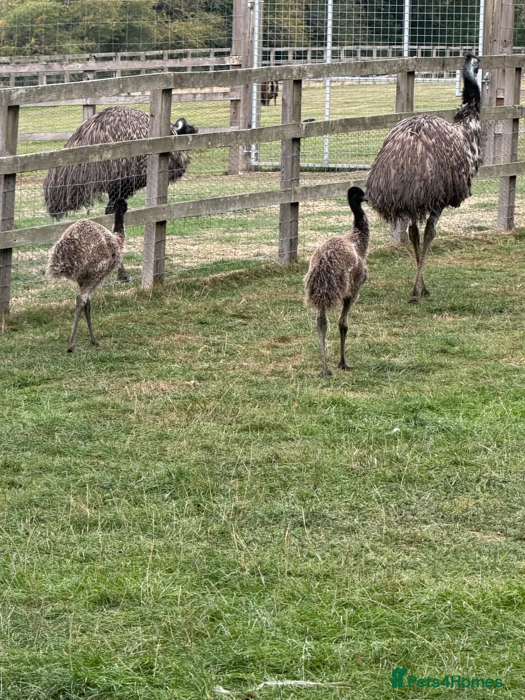 Mixed Breed birds for sale: Emu babies, ready for their forever home - Advert 4