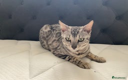 Bengal cats for sale: Pure bengal girl  - Image 4