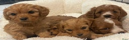 Cavapoo dogs for sale: STUNNING HEALTH CLEAR CAVAPOO PUPPIES  - Advert 4