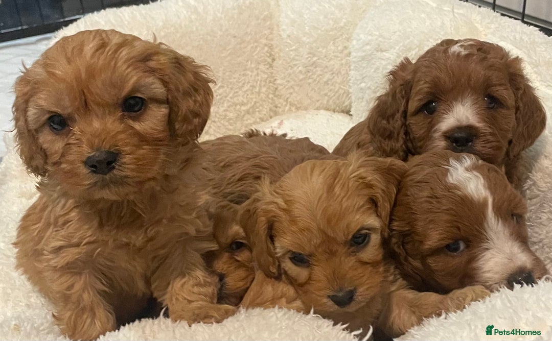 Cavapoo dogs for sale: STUNNING HEALTH CLEAR CAVAPOO PUPPIES  - Advert 4