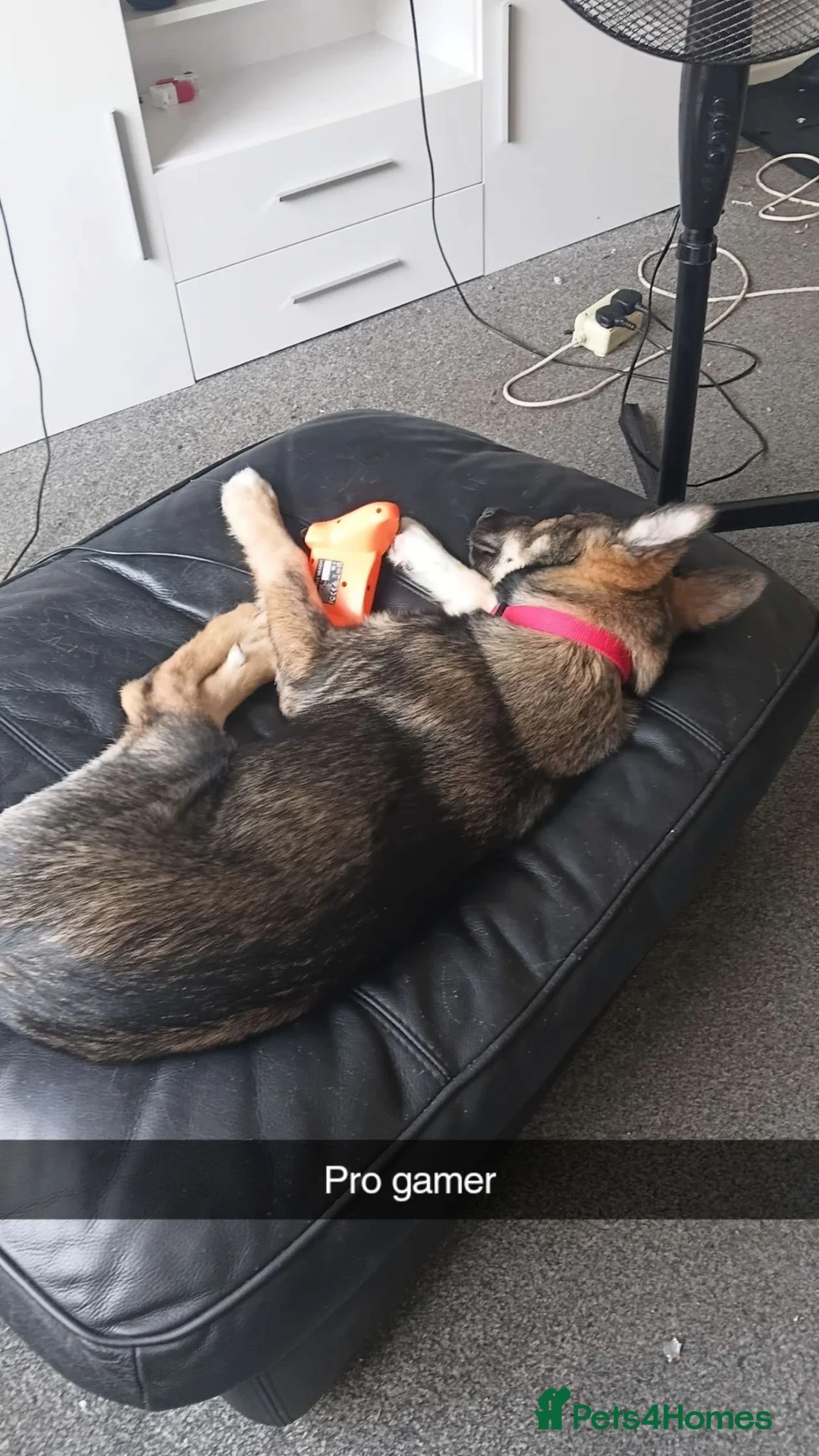 Shepsky dogs for sale: Shepsky 7 month puppy  in York - Advert 6