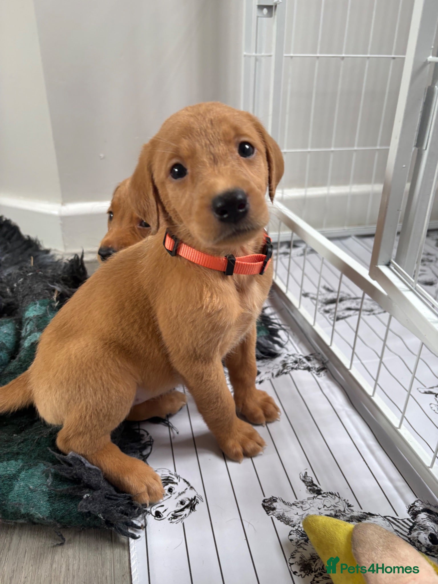 Labrador Retriever dogs Exceptional pedigree fox red Labrador retrievers - Advert 1