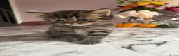 British Longhair cats for sale: Beautiful British Longhair Mix Kittens - Advert 3