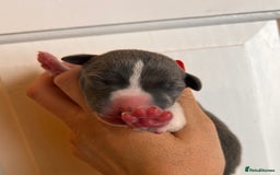 Whippet dogs for sale: Lovely petite Whippets - Image 7