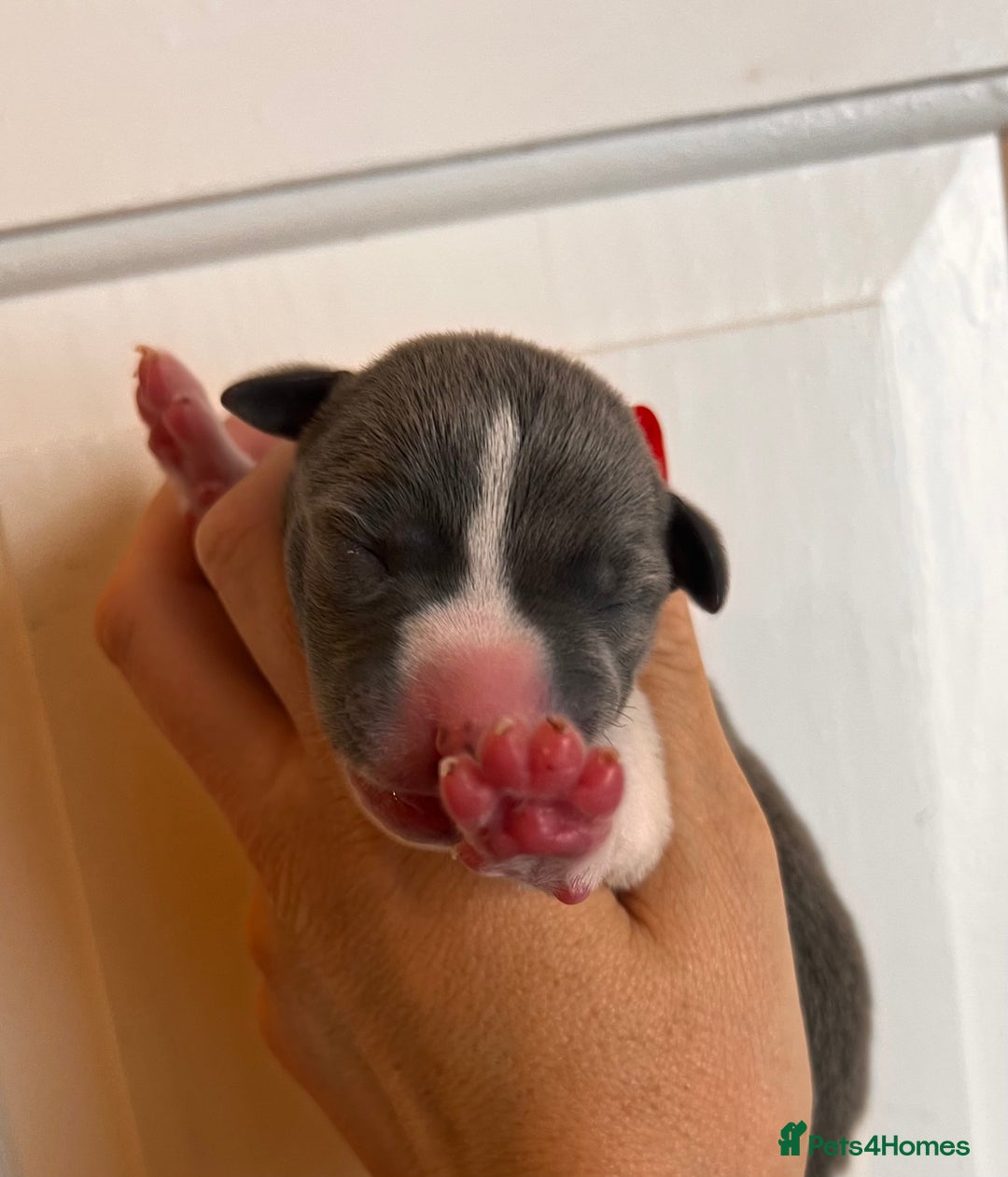 Whippet dogs for sale: Lovely petite Whippets - Image 7