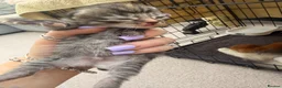 Mixed Breed cats for sale: Maine coon cross kittens  - Advert 20