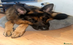 German Shepherd dogs for sale: Loving Home Wanted for Jack – German Shepherd 🐾 - Image 3