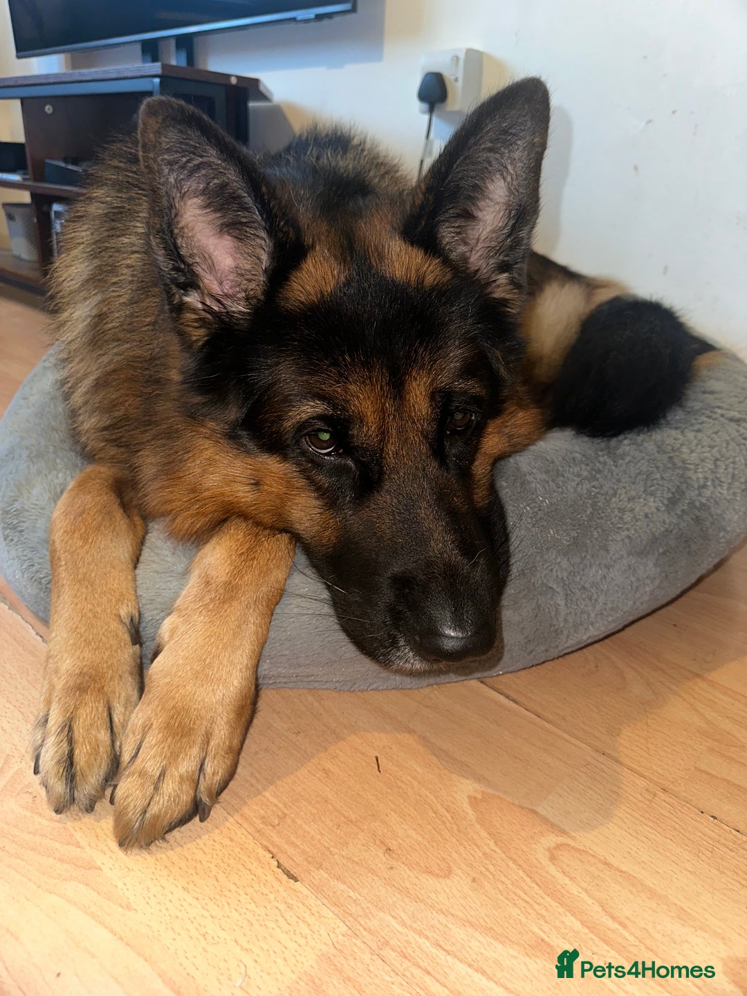 German Shepherd dogs for sale: Loving Home Wanted for Jack – German Shepherd 🐾 - Image 3