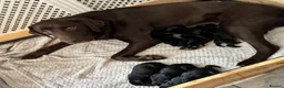 Labrador Retriever dogs for sale: Beautiful KC Black Labrador Puppies  - Advert 16