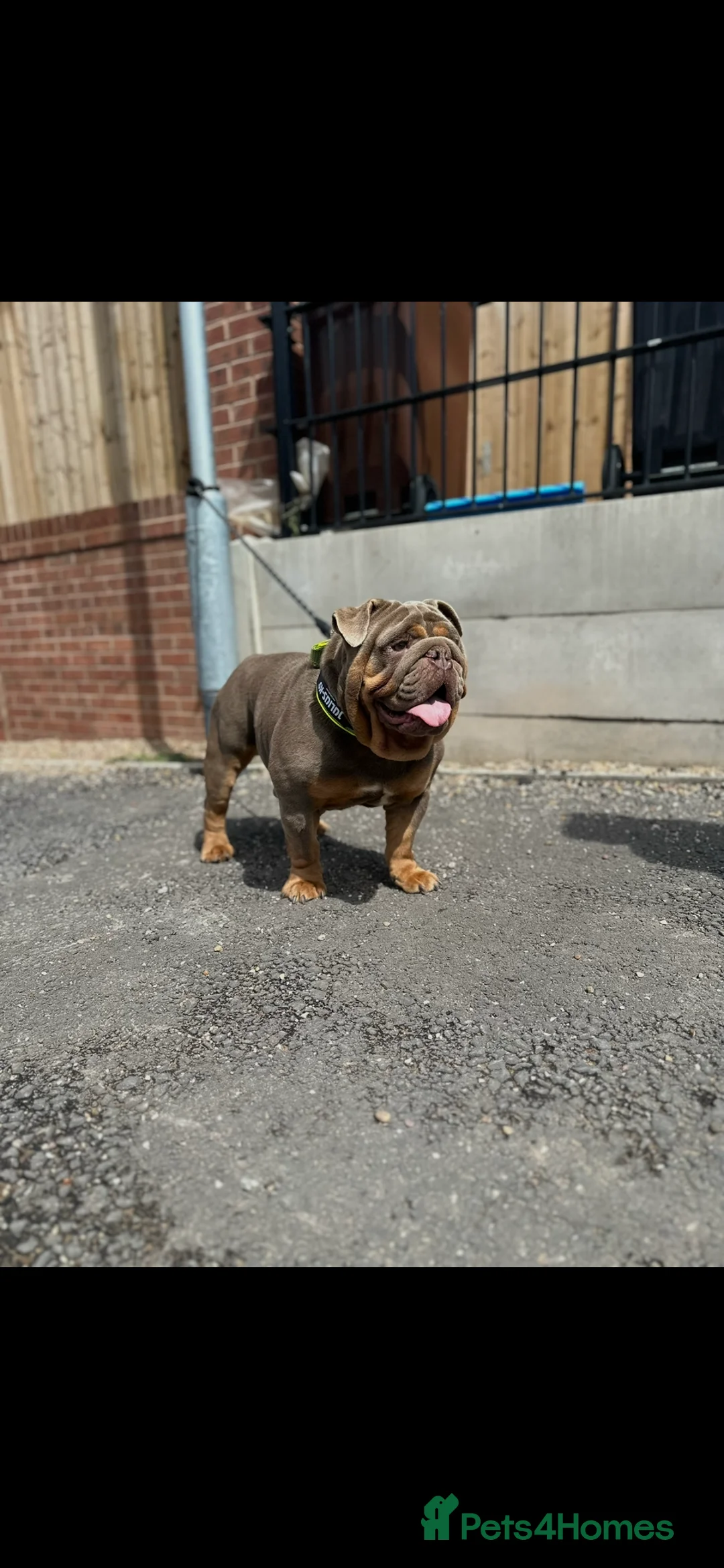 English Bulldog dogs for stud: 🔥ENGLISH BULLDOG STUD STOCKY HEAVY SET & PROVEN🔥 - Advert 2