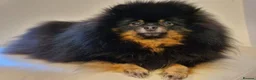 Pomeranian dogs for sale: THE LAST ONE luxury Pomeranian Puppy for sale!!! - Advert 19