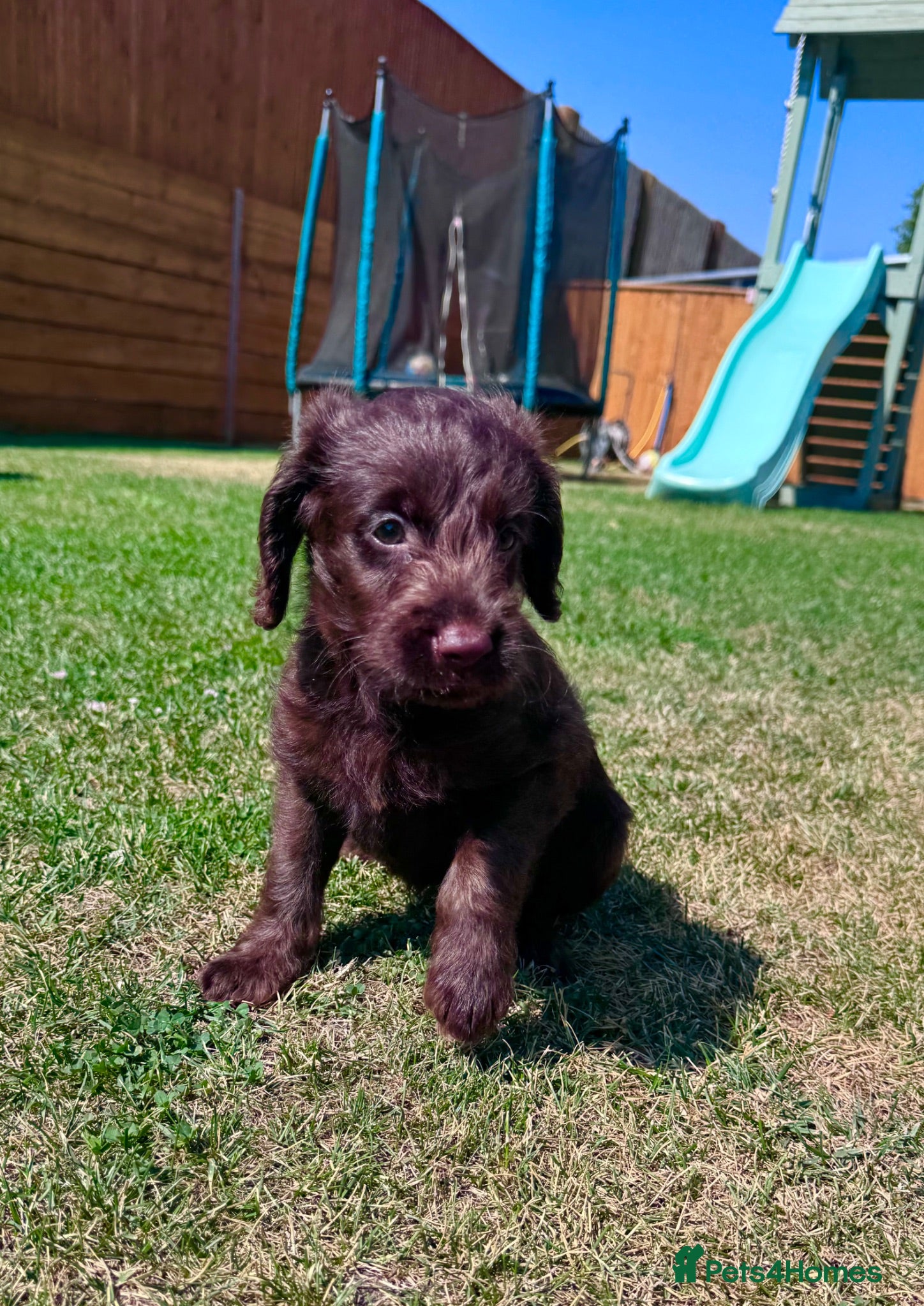 Labradoodle dogs Chocolate & Chocolate Merle Labradoodle Babies 🐾 - Advert 2