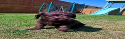 Labradoodle dogs for sale: Chocolate & Chocolate Merle Labradoodle Babies 🐾 - Advert 10