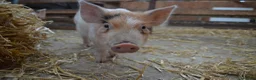 Pig livestock for sale: Mini/Micro Piglets 3 girls, 1 castrated male - Advert 3
