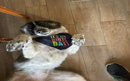 Mixed Breed dogs for adoption: Meet Penny, currently residing in Cheshire  - Advert 4