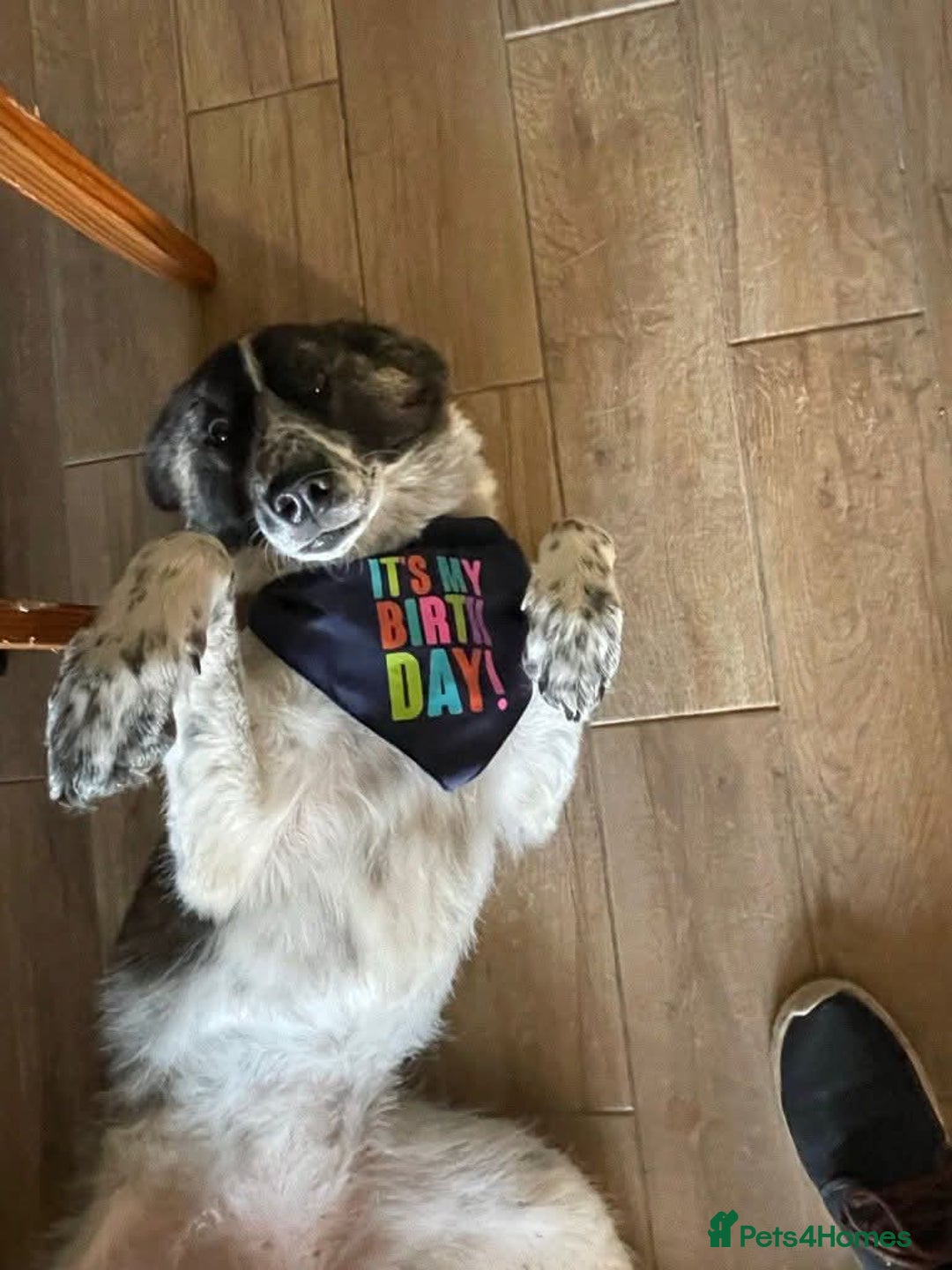 Mixed Breed dogs for adoption: Meet Penny, currently residing in Cheshire  - Advert 4