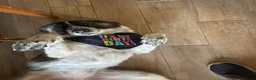 Mixed Breed dogs for adoption: Meet Penny, currently residing in Cheshire  - Advert 4
