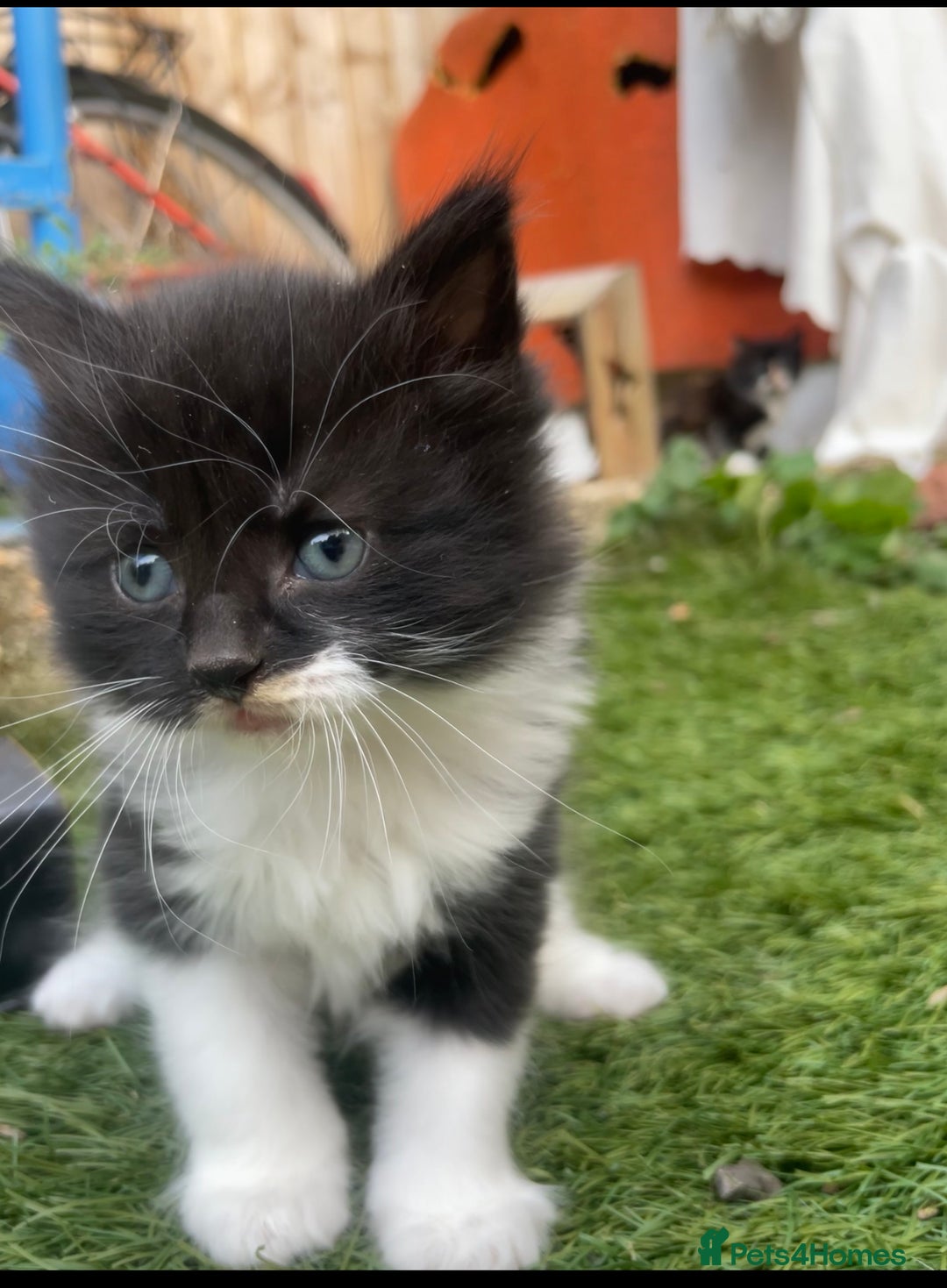 Mixed Breed cats for sale: Kittens for sale  - Image 26